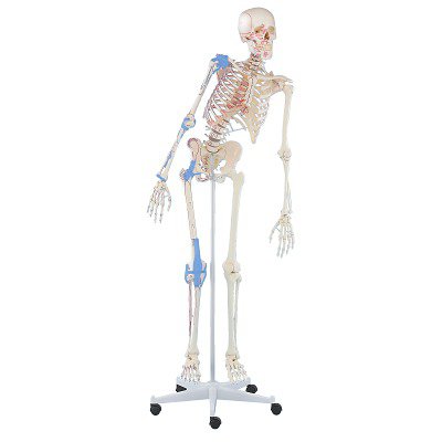 Erler Zimmer Skelettmodell "Schulskelett Max", beweglich