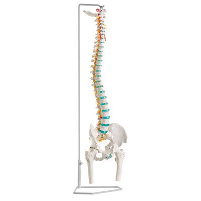 Erler Zimmer Skelettmodell "Flexible Wirbelsäule", Mit Becken und Oberschenkelstümpfen