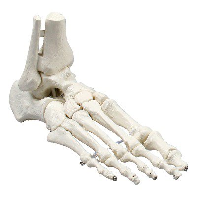 Erler Zimmer Skelettmodell "Fußskelett", Standard