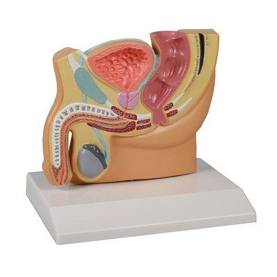 Erler Zimmer Anatomisches Modell "Becken", Männlich