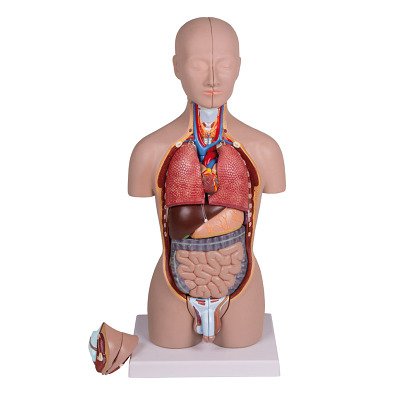 Erler Zimmer Anatomisches Modell "Miniatur-Torso"