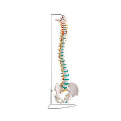 Erler Zimmer Skelettmodell "Flexible Wirbelsäule", Mit Becken