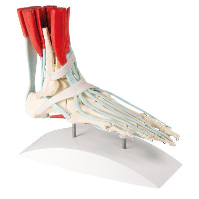 Erler Zimmer Skelettmodell "Fußskelett", Mit Sehnenapparat